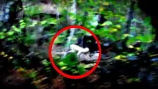 15 The Rake Sightings Caught on Camera