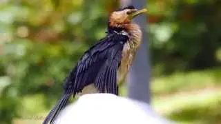 Little Pied Cormorant or Little Shag (Microcarbo melanoleucos) / Australische Zwergscharbe [3]