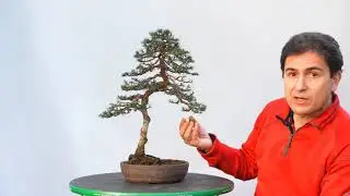 Cedrus libani