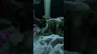 wow #cat #cutecat #cats #catcontent #catsoftiktok #funnycat #catvideo #fyp #explore #girlcat #diva
