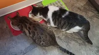 It's a contest who is going to finish first ?            إنها منافسة، من سيفوز أولاً؟