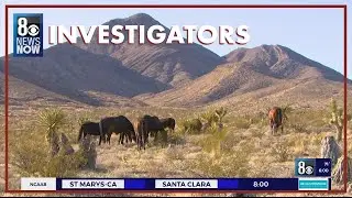 I-Team: Congresswoman Dina Titus pushes to end helicopter wild horse round-ups