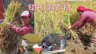 Lubhu || धान काटेको || Rice Paddy Harvesting || 2082 || #nehamaharjan 