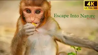 Escape Into Nature 🌿I  Relaxing Forest Sounds I Birds & Wildlife in 4K