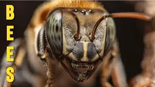 Save the Bees Fast: Urban Beekeeping&rsquo;s Proven Power - Documentary