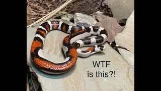 Craziest Kingsnake Unboxing Ever!  Aberrant Het Albino Arizona Mountain Kingsnake!  What is this!?