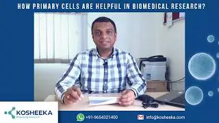 How primary cells are helpful in biomedical research?
