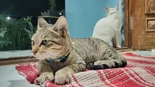 Cute cats 😻 | new cat video | cute cat video #trending #cat #cutecat #catvideos #catlovers #cats