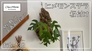 file30 ヒメモンステラを板付けしてお洒落に育てよう！！　#モンステラ #ヒメモンステラ #板付け #植え替え #コルク #観葉植物 #お洒落 #botanical