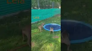 Leia and Lola enjoying the new sprinkler/pool on a hot day