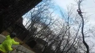 Brock's tree service