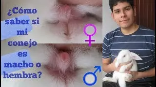 ¿Cómo saber si mi conejo es macho o hembra? | Las bestias de George
