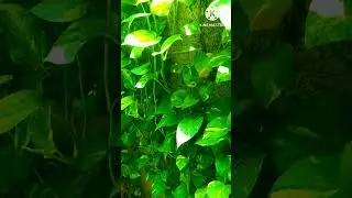 Money plant Wall#home garden#shorts#
