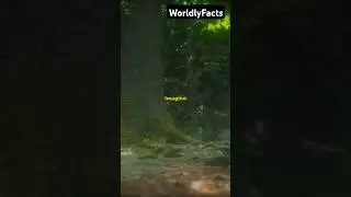 Have you heard of the Dynamite Tree?