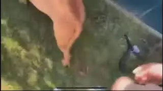 Old Twitch Clip of Hasan Piker Abusing & Threatening a Dog.