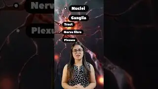 Are you confused in Nuclei, Ganglia, Tract,  Nerve fiber,  Plexus❓️Let's understand in 1 min #shorts