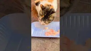 Why Cats Love Chicken - মুরগির মাংস বিড়ালের প্রিয় খাবার #Cats #CatFood #ChickenForCats #PetCare