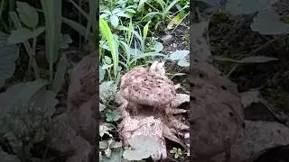 Myriostoma coliforme, 50 milioni di spore. #shortvideo #nature #funghi