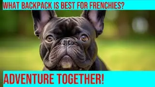 Packing for Your French Bulldog: How to Choose the Right Backpack