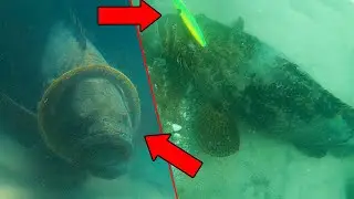 *MASSIVE FISH STUCK* - Don't Try This Diving