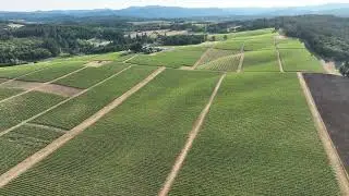 Ken Wright Cellars   Freedom Hill Vineyard