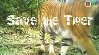 Save the Tiger | Global Tiger Day 2024 To be continue