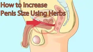 How Can I Increase My Penis Size - Activebeat