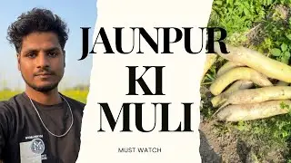 India Famous Muli 🥕😍 | Jaunpur Ki Famous Muli | Vlog Video #vlogging #vlogs #pradeepvlog