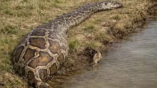  long Snake 🐍 😱🐍🐍🧑&zwj;🦲🧑&zwj;🦲 Bacche ko kha liya #viral #snake 