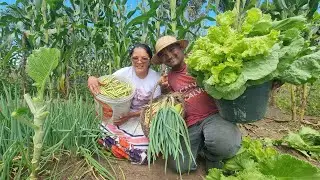 FIZEMOS UMA LINDA COLHEITA NA ROÇA VEJA QUE FARTURA