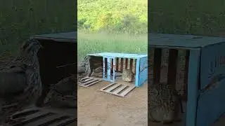 Really unique quail trap - Bird trapping #shortvideo #mytraps