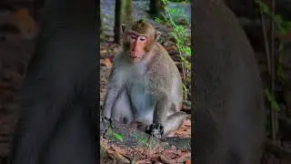 Kawiki monkey is so drama, @5starmonkeys⁩, #babymonkey, #babyprimate, #monkeysr, #babyanimal