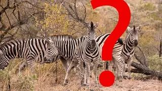 Can you tell how many zebras are in this photograph? You'll need to look very closely...