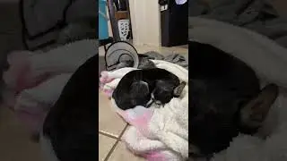LIVE quiet-  Being present with my senior dogs