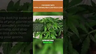 Baking Soda as a Fungicide and Insecticide - Natural Plant Protection