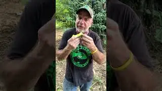 The Casiano Variety Avocado #avocado #aguacate #fruit #farmlife #tropicalfruit