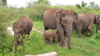 Wild Elephant Family disturbed having lunch by trucks full of people watching. That elephant roar!!!