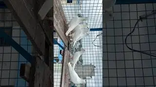 FS HAMARE GHAR KE RESULTED AND GRANTED KABUTAR M.9975143897 FULL VIDEO ON YOUTUBE