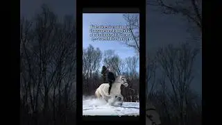 In case you were wondering #funny #horse #equestrian #relatable #animals #animal #horses #pony