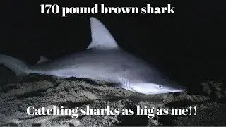 Shark fishing off the beach MASSIVE BROWN SHARKS RIGHT OFF SHORE Martha's Vineyard