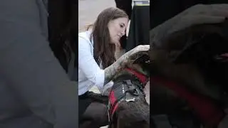 Spike's K9 Fund | Become a Sponsor