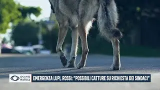 Emergenza lupi, Rossi: 