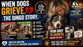WHEN DOGS GRIEVE THE DINGO STORY