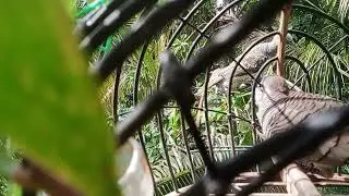 Perkutut ini berani banget(@burung klangenan channel)