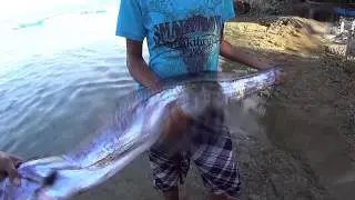 Cutlassfish @ Panagsama Moalboal