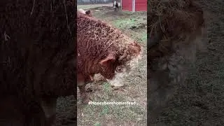 Stand your ground, he&rsquo;s just a big teddy bear