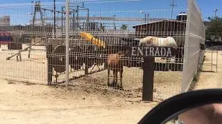 Horseback Riding Cabo Real - 213 325 6740 - Call Craig Leonard