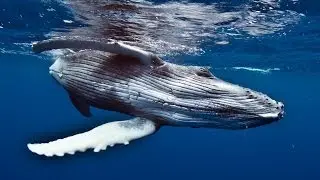 Moorea Buckelwale Sondertour von Tauchertraum (2009)
