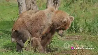 Top 10 Unforgettable Wild Animal Encounters