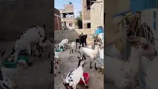 Short video - 10eb0d79 3635 4c79 a040 c91bd #mzfarming #farming #bakripalankaisekre#goat #farming